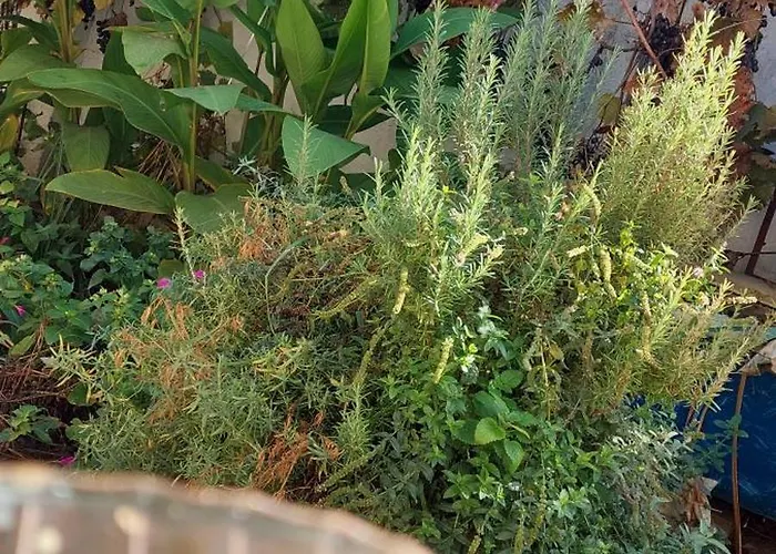 ánizs Apartamento *